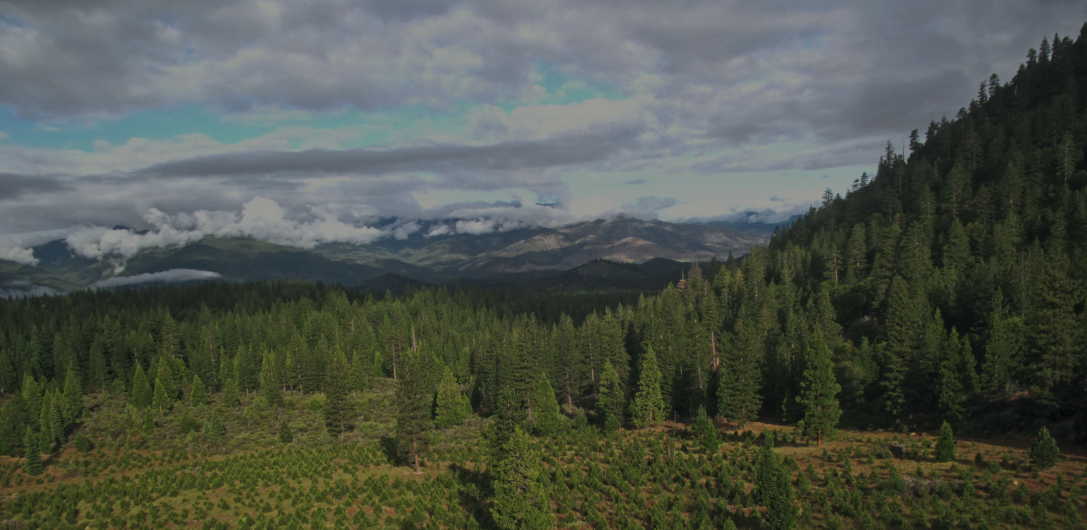 Floresta representando linha sustentável de embalagens